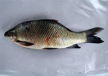 833_Ashisa Prusty_Fringed-lipped Peninsula Carp_Labeo fimbriatus.jpg